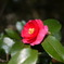 20100112_123754[DMC-GF1]P1000040