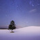 富良野の春よ来いの木