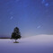 富良野の春よ来いの木-2