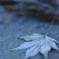 氷紅葉