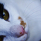 neko