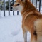 Shiba