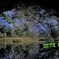幻照世界