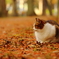 猫が好き