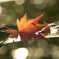 常緑樹と紅葉