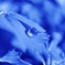 Cool blue in midwinter.