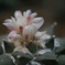 ２０１４咲くやこの花館その１