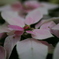２０１４咲くやこの花館その２