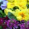 冬の花壇に