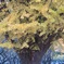 公園のイチョウ