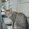 ノラ猫？