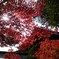 紅葉の光