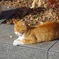 ひだまり猫2