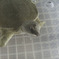 家で飼ってるすっぽんです。
