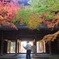 In the colored leaves.