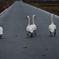 そこのけ、そこのけ、白鳥が通る