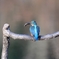 鳥納めに翡翠