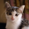 Kitten(^_^)