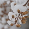 新潟雪便り５
