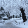 雪道