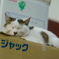 箱の上の猫 眠