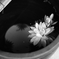 浮かぶ花