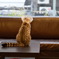 レコ屋さんの猫。