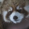 レッサーパンダ