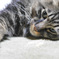 ねころんだ猫