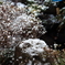 雪化粧の庭