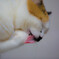 なめ猫
