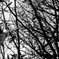 camucamu_20141225_07