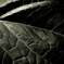 camucamu_20150101_09