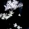Snow crystal*
