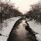 雪の佐保川