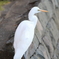 人なれして近づいてくる鳥