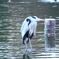 ボロボロ鳥
