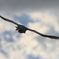 白鳥の郷　- 優雅なる滑空 -