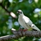 鳩さん？