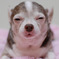 愛犬