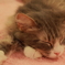 neco眠る