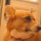 振り向きコーギー
