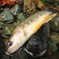 岩魚