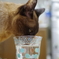 水飲み場
