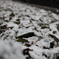 粉雪