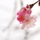 寒桜