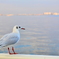 BIRD.2
