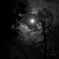 木々の月光浴