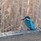 寒い日のカワセミ