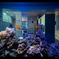 Fish eye ～水槽越しの世界～